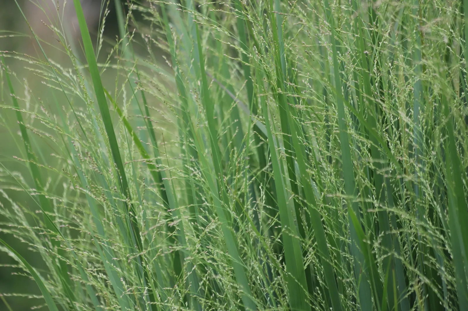 Jungfruhirs 'Northwind', syn. prydnadshirs 'Northwind', 2L - miniatyr 5