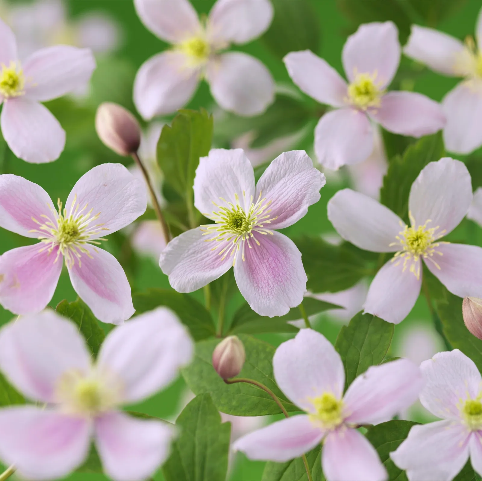 Montana-klematis 'Pink Perfection'