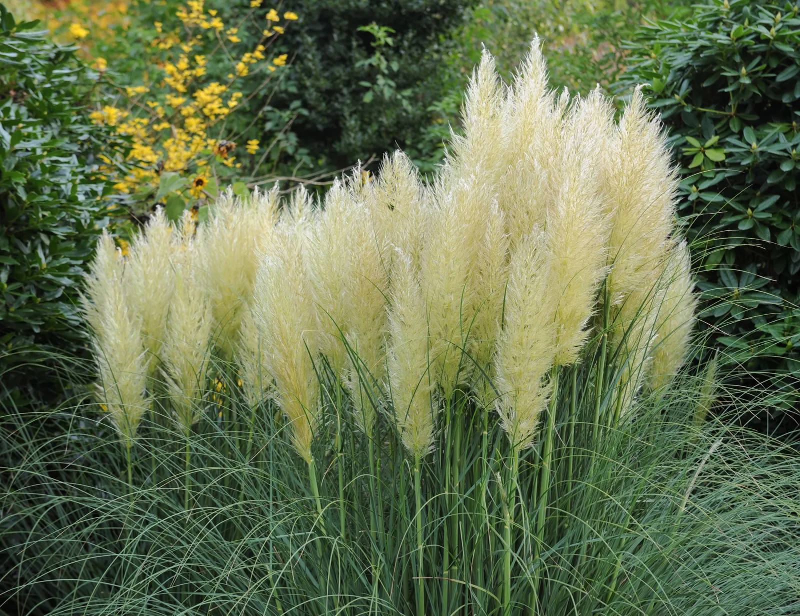 Pampasgräs 'Pumila', 2L