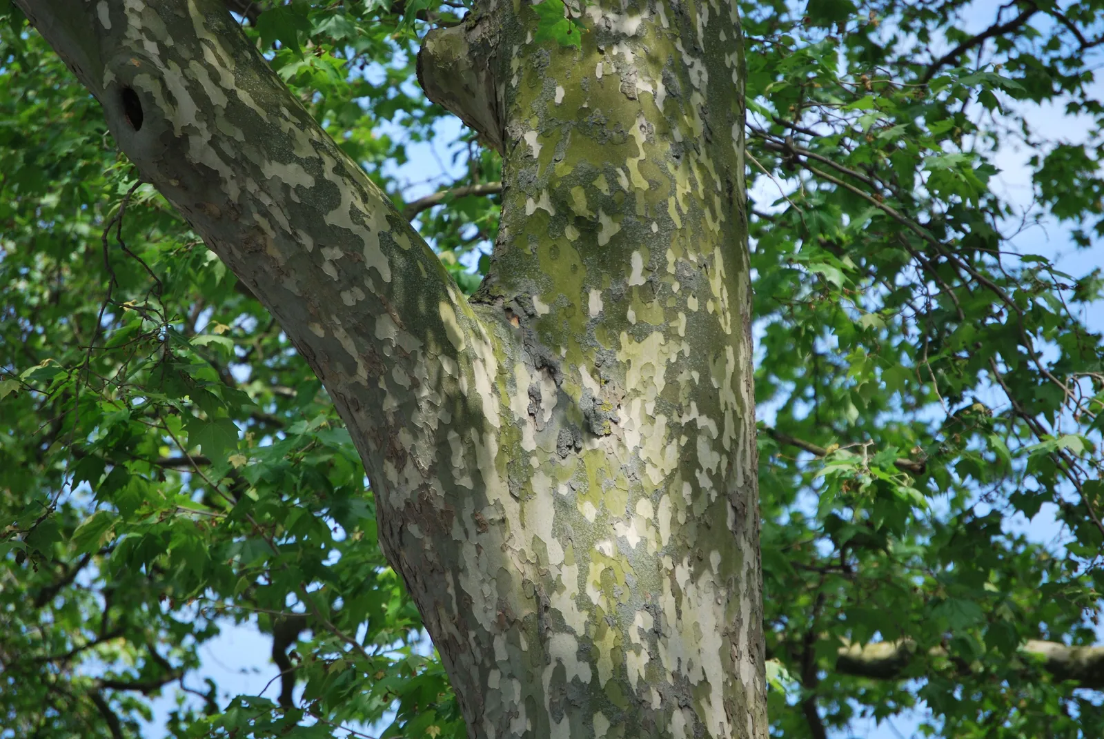 Platan, Utr. 150-200 - miniatyr 2