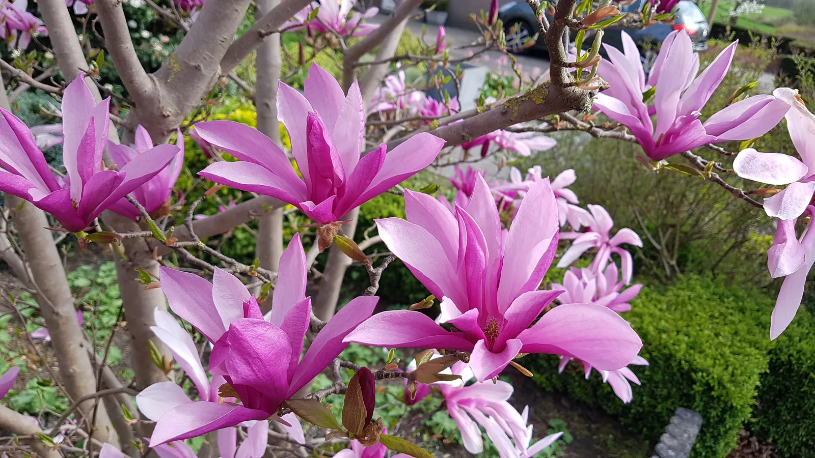 Rosenmagnolia 'Susan' - miniatyr 2