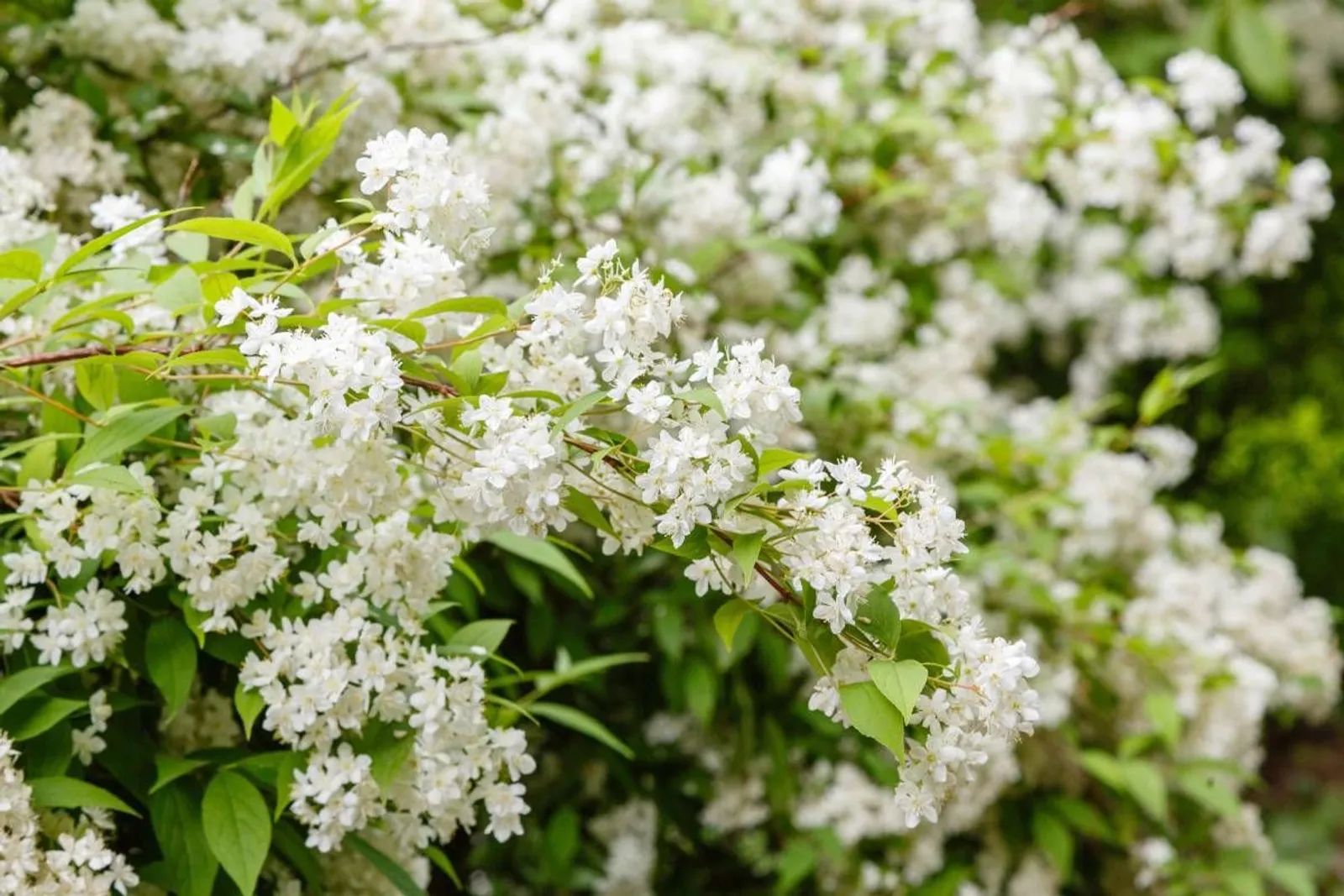 Bruddeutzia, 15-30 cm — närbild