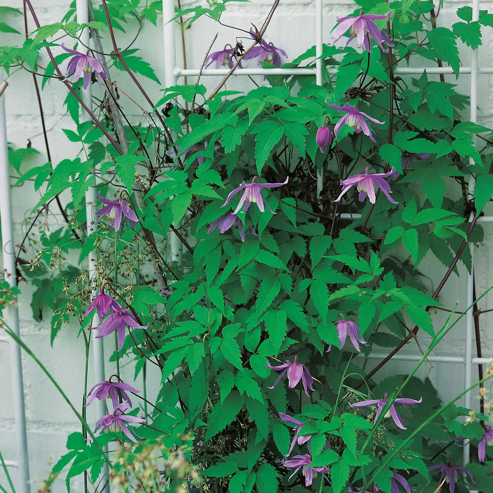 Alpklematis