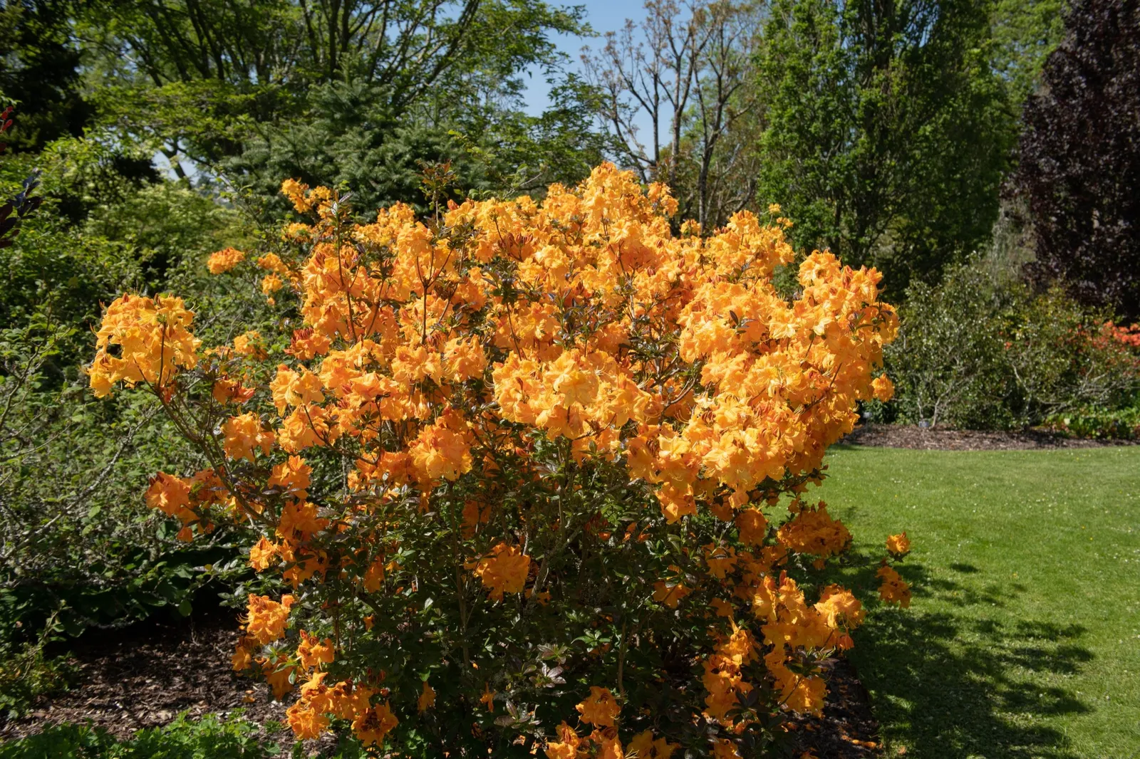Trädgårdsazalea 'Klondyke', 30-40 cm - miniatyr 2