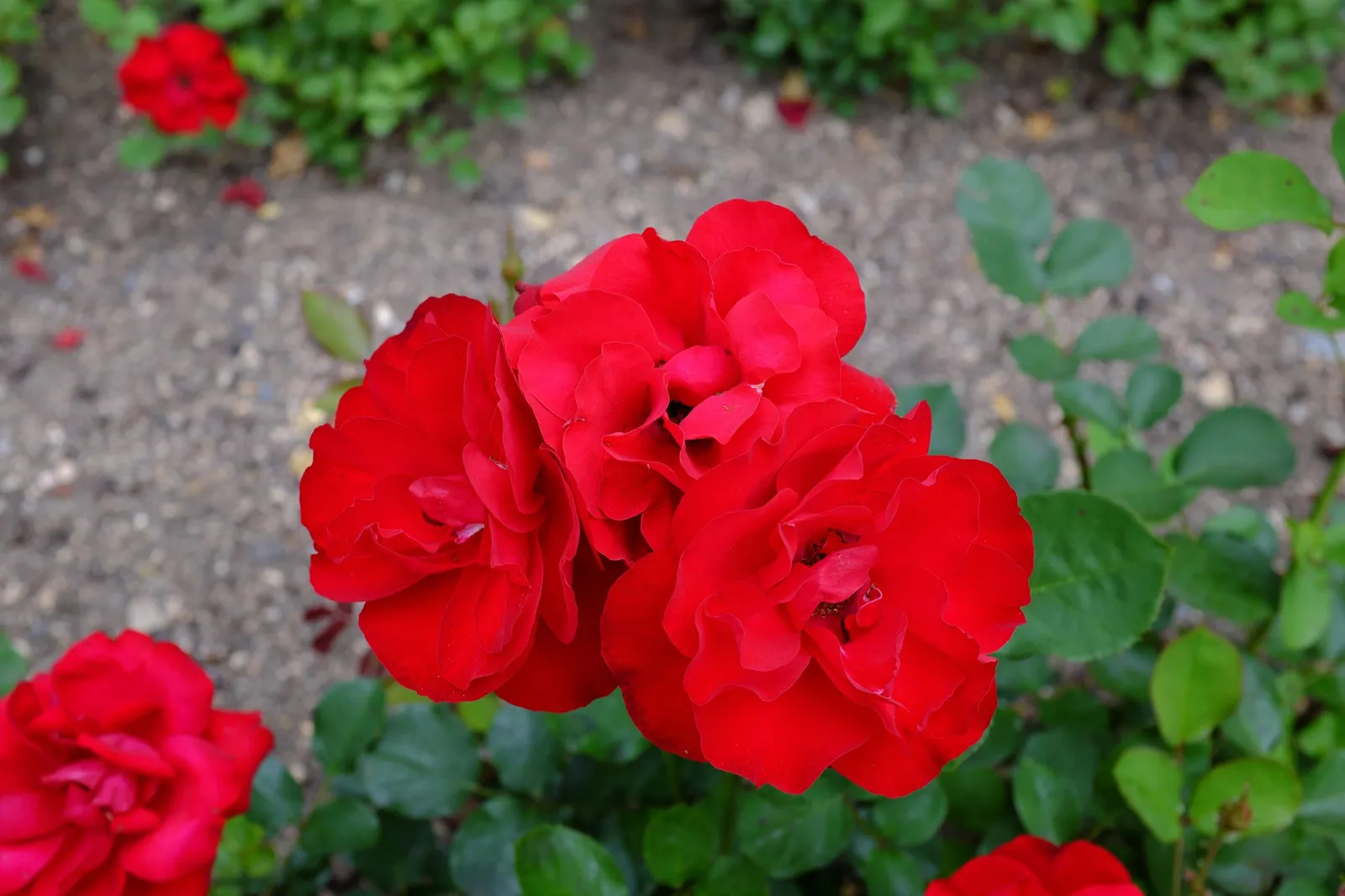 Floribundaros LILLI MARLEEN® ('Korlima') - miniatyr 5