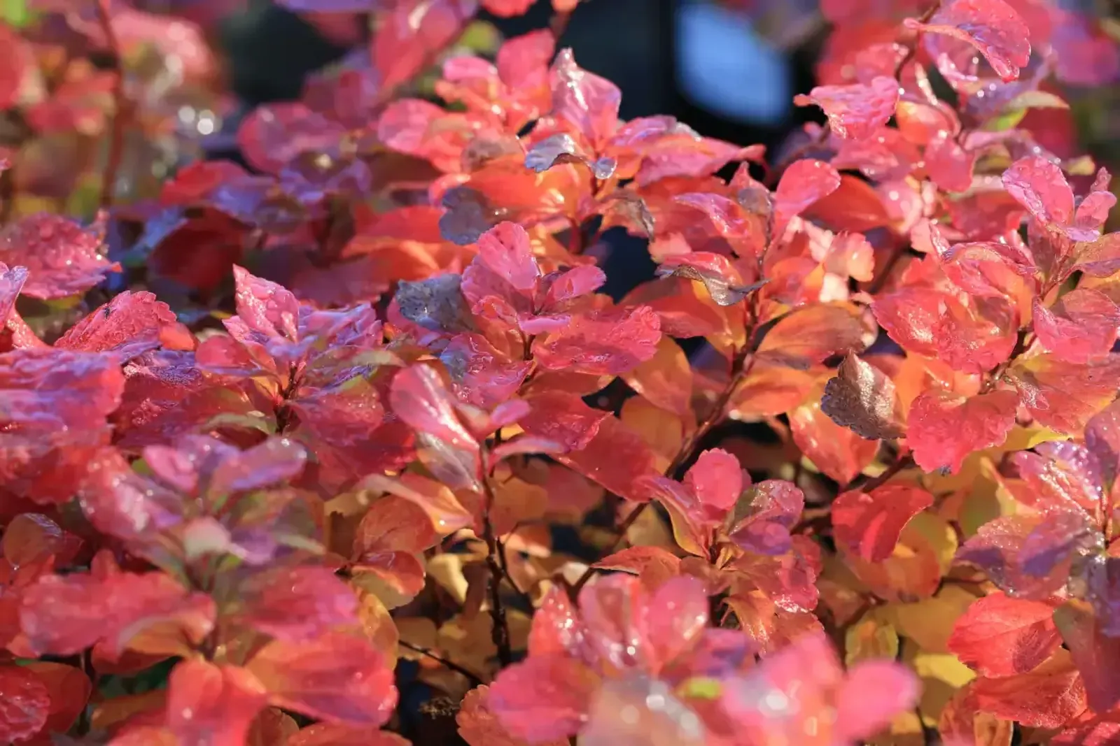 Björkspirea, 15-30 cm — detalj 3