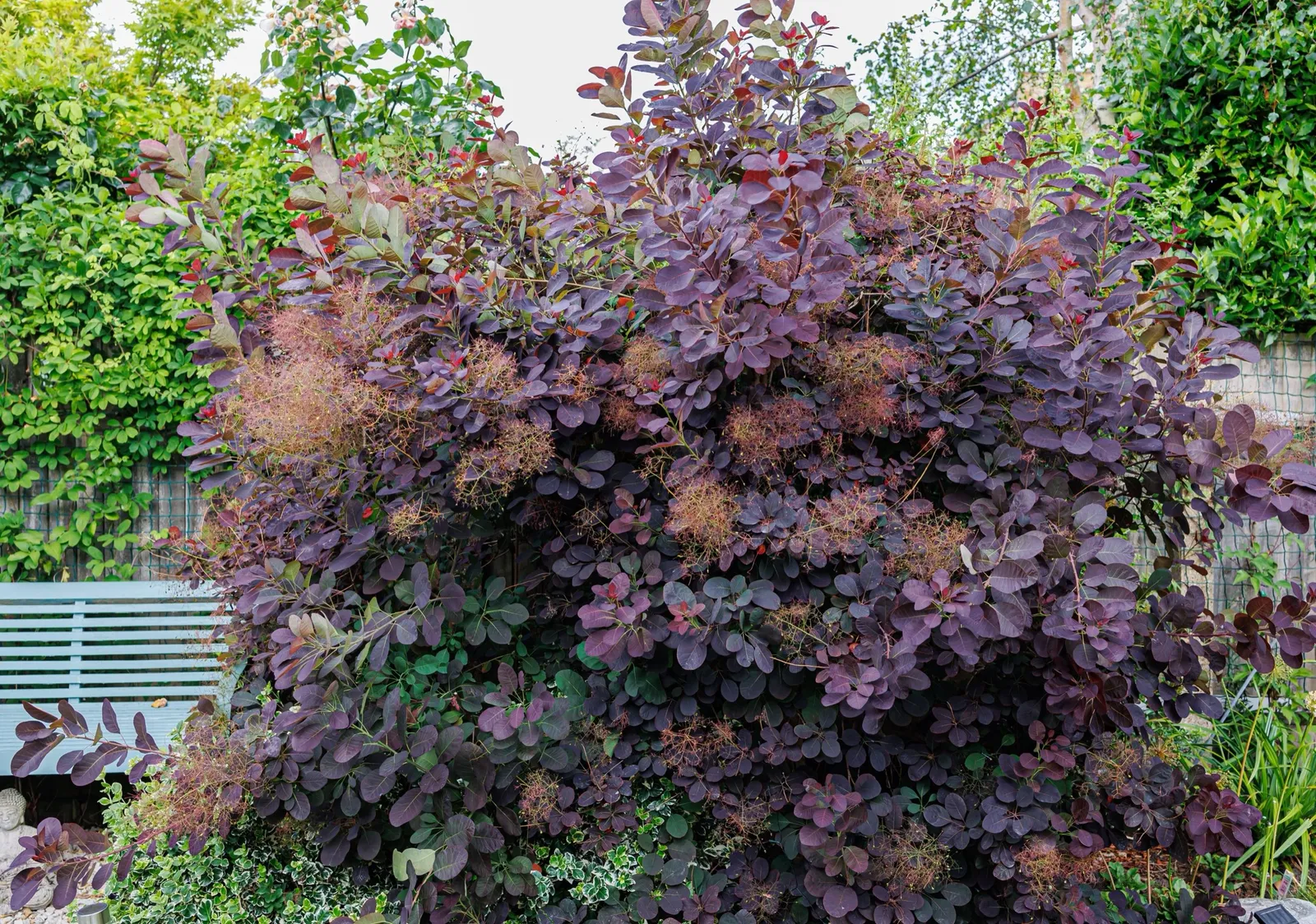 Rödbladig perukbuske 'Royal Purple' - miniatyr 7