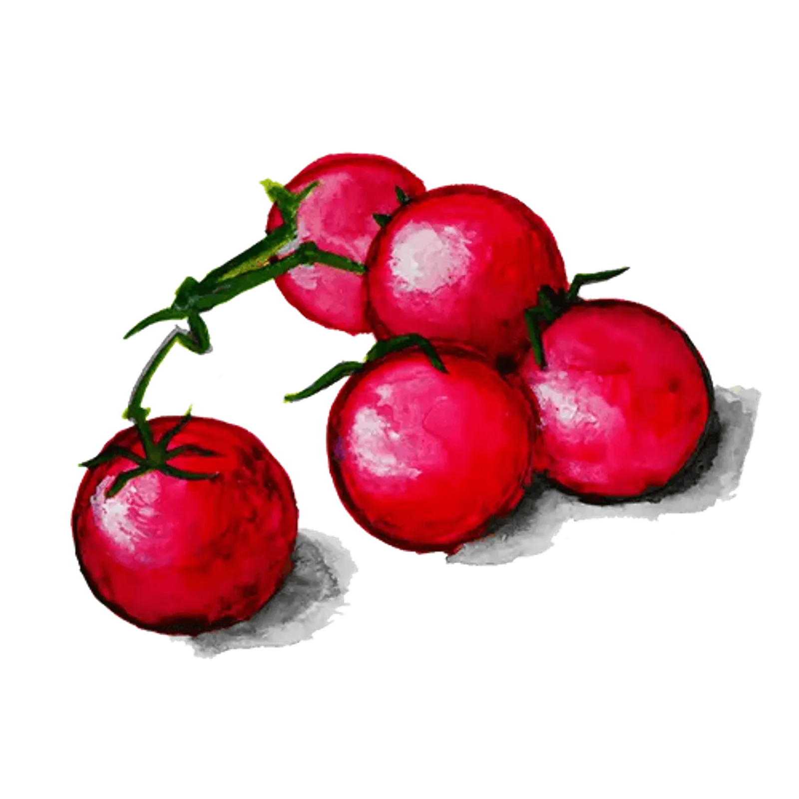 Tomat 'Chilega', Frö