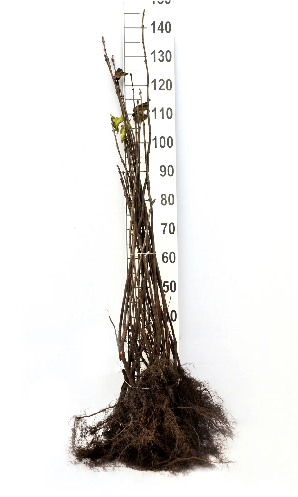 Syren, 50-80 cm, 2-4 gr - miniatyr 8