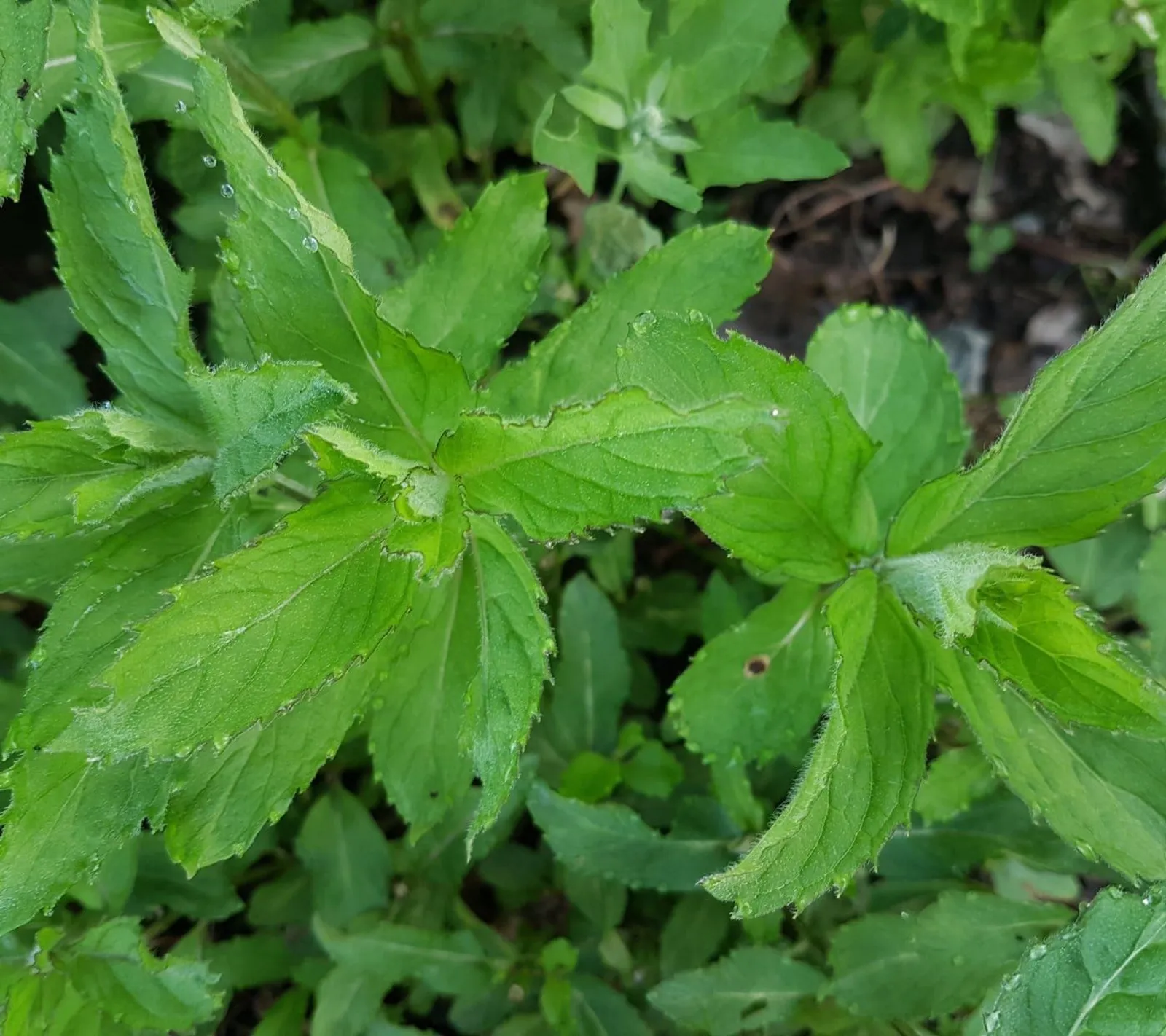 Mynta 'Pepparmynta', ekofrö