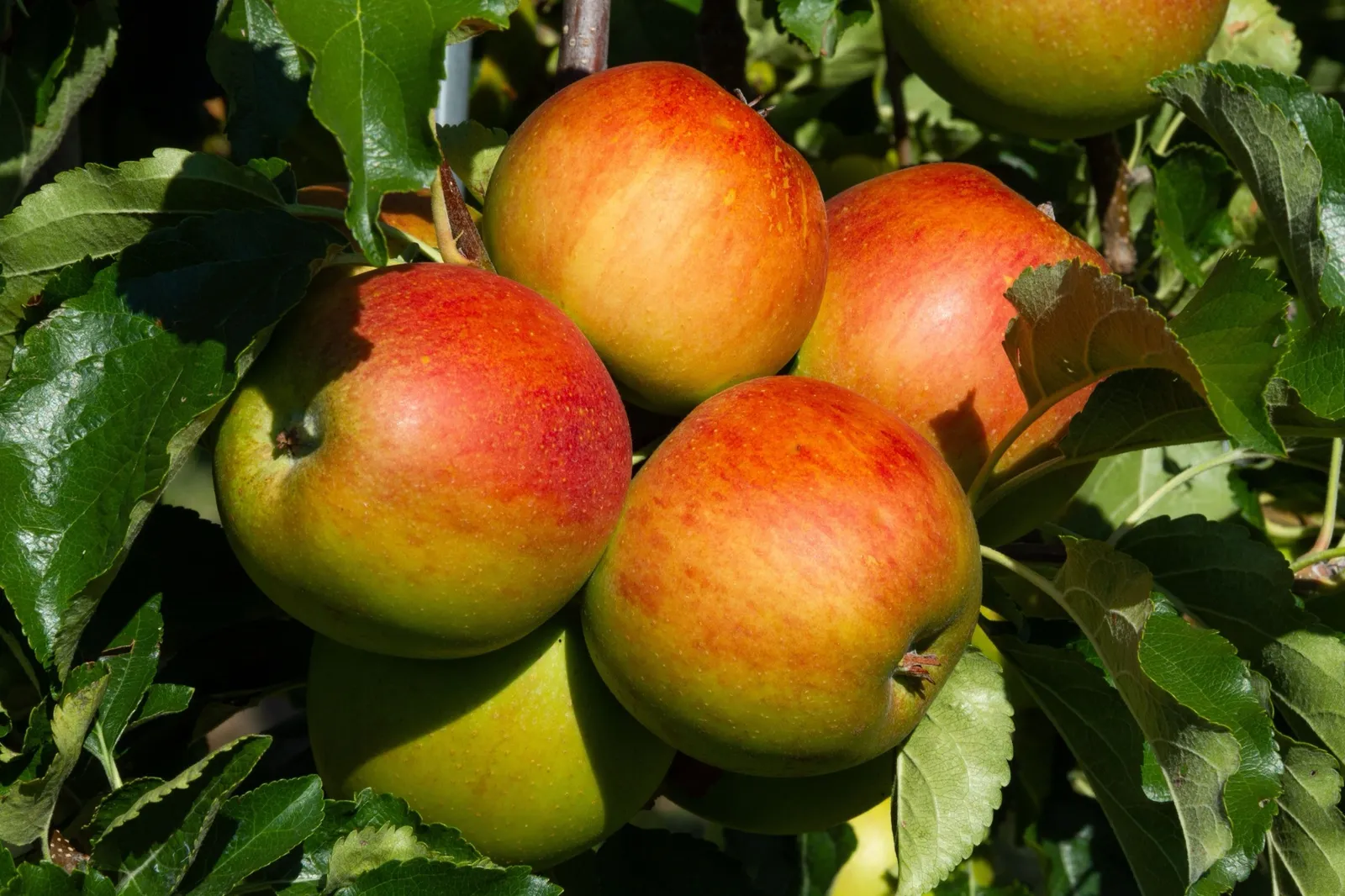 Äpple HÖSTDESSERT E ('Sügisdessert') - miniatyr 3