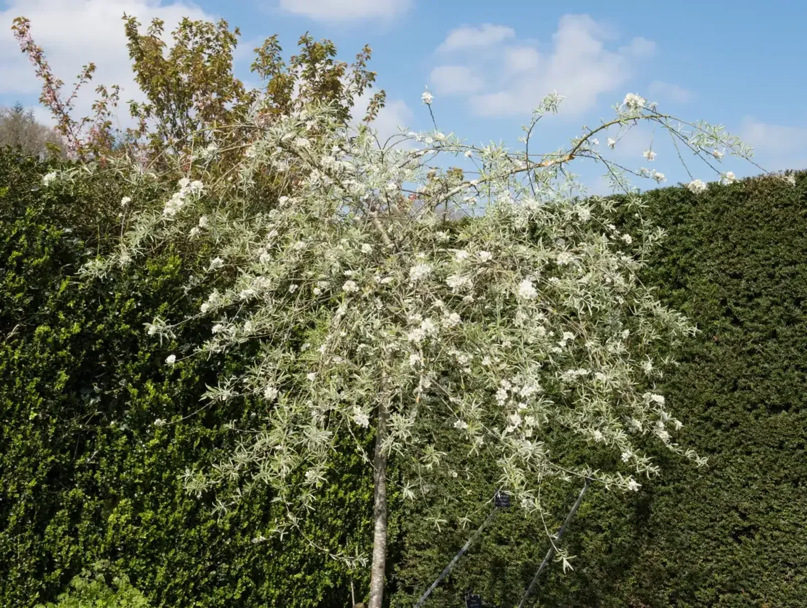 Silverpäron 'Pendula', Högstammat träd — detalj 2