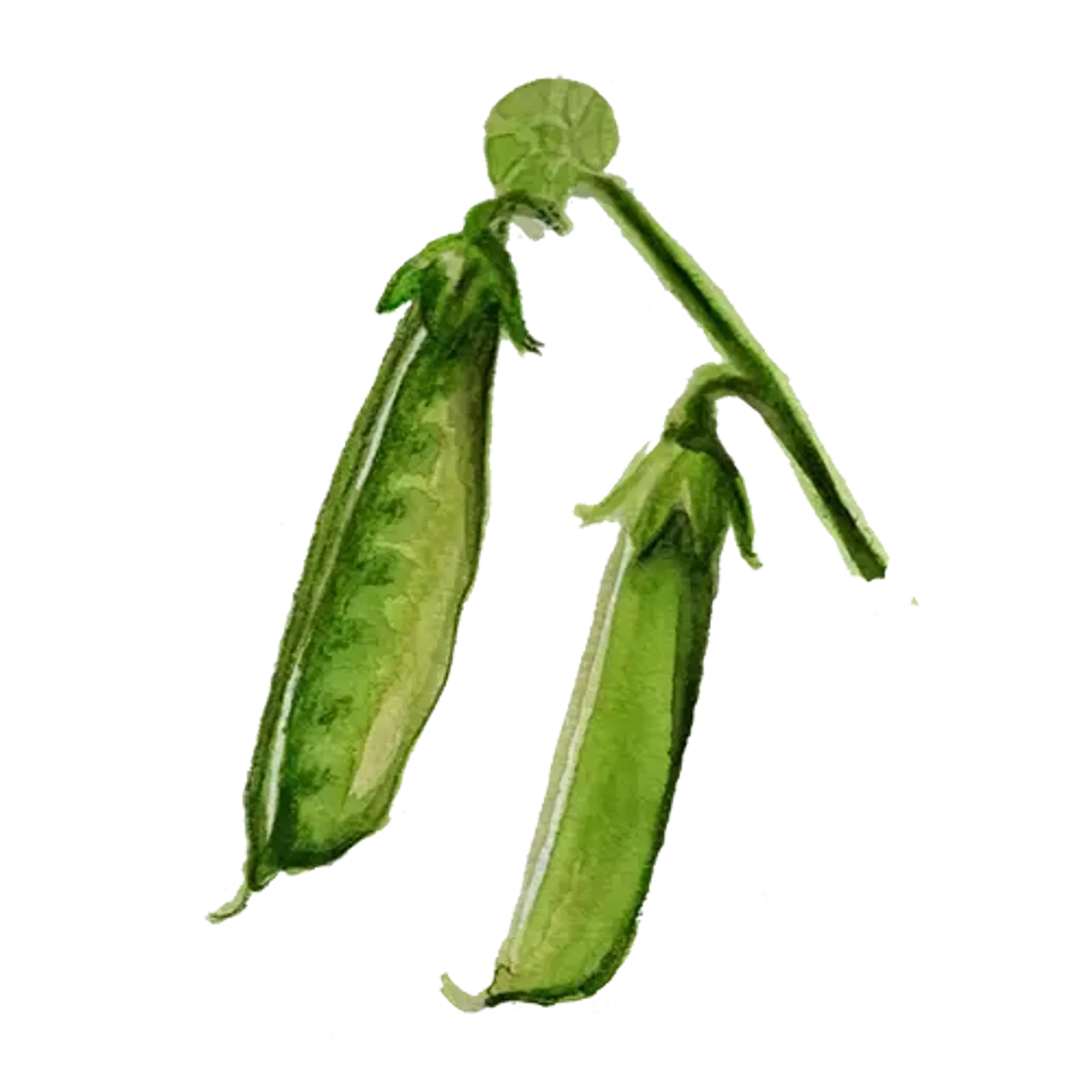 Sockerärta 'Boaryd', Frö
