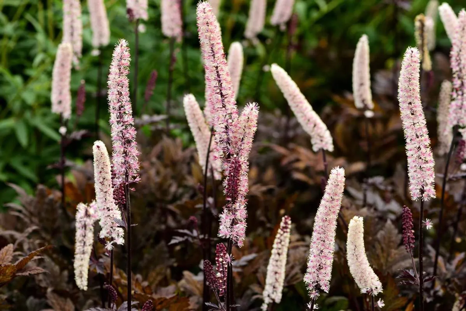 Höstsilverax 'Brunette'
