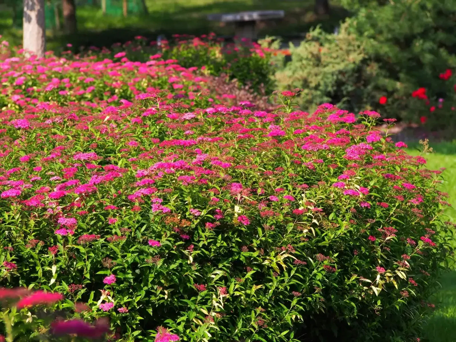 Rosenspirea, 15-30 cm — detalj 2