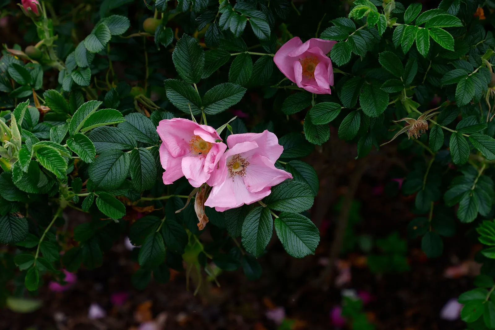 Rugosa-ros 'Fru Dagmar Hastrup' - miniatyr 2