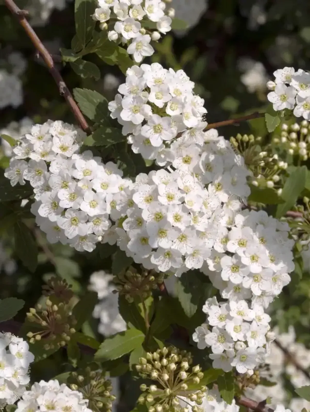 Bukettspirea, 50-80 cm — detalj 2