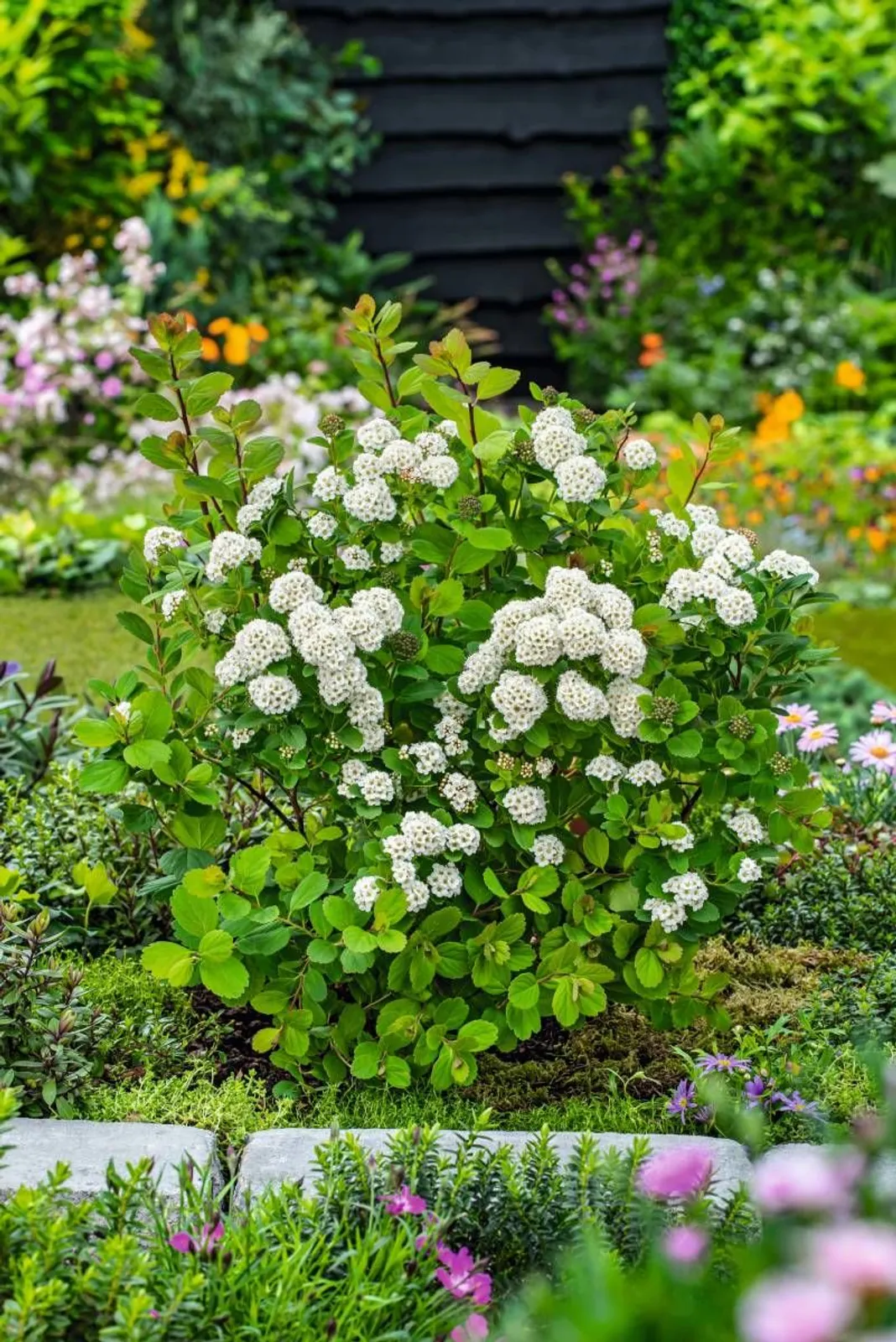Björkspirea 'Tor' E, 10-15 cm — närbild