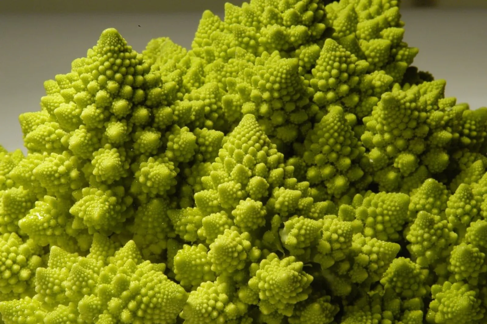 Natalino Romanesco broccolo frö med romanesco med spiralmönster