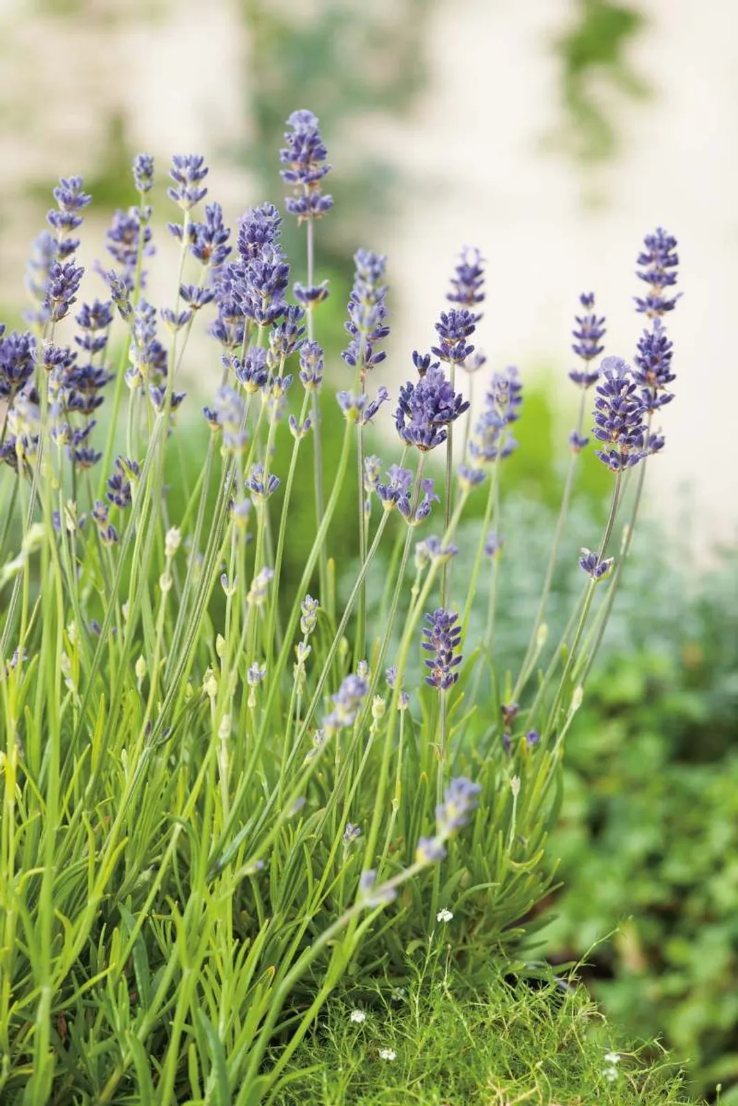 Lavendel 'Munstead'