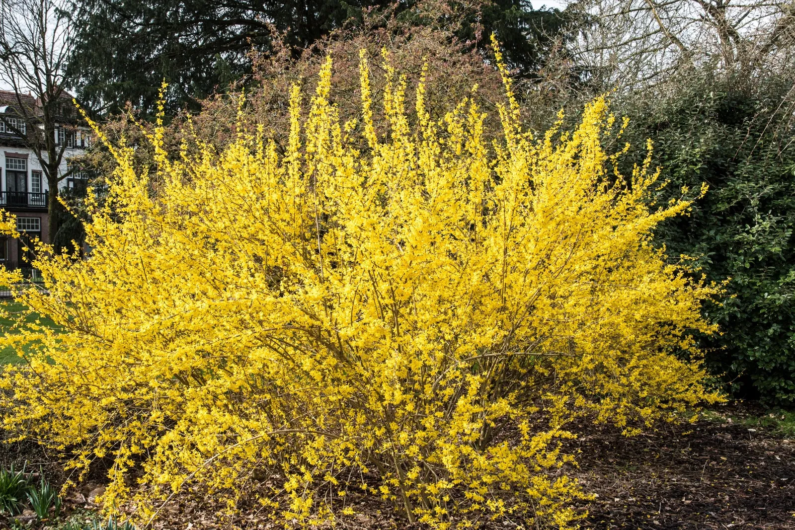 Hybridforsythia 'Lynwood', sol 125-150 cm, co/kl - miniatyr 3