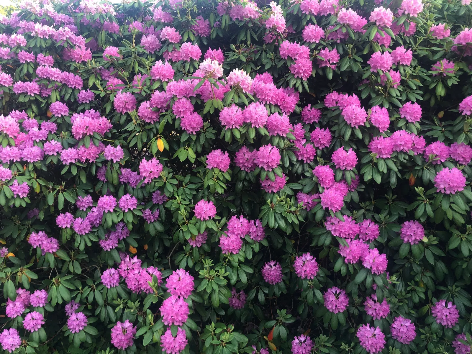 Parkrododendron 'Roseum Elegans', 30-40 cm - miniatyr 5