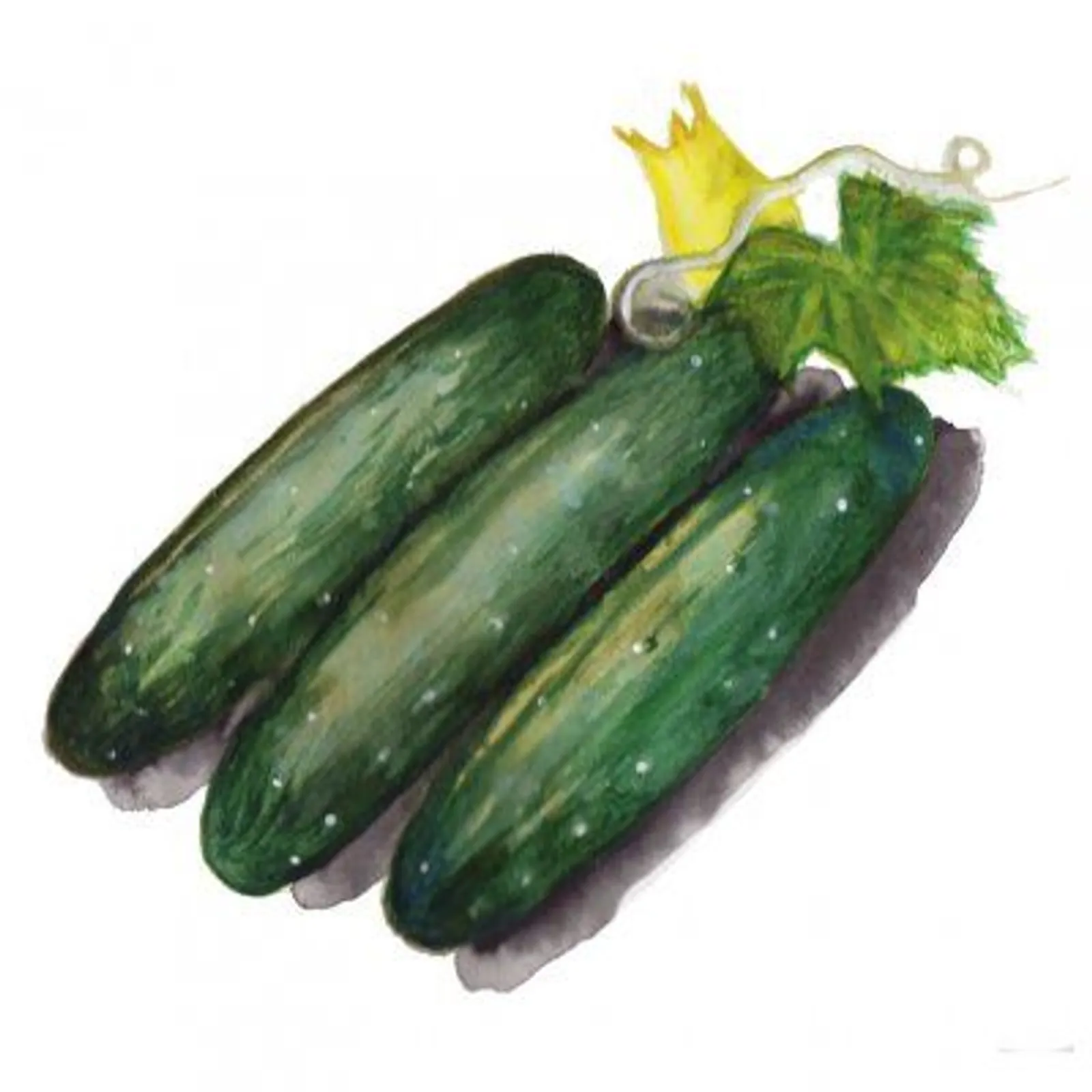 Gurka 'Marketmore', Frö
