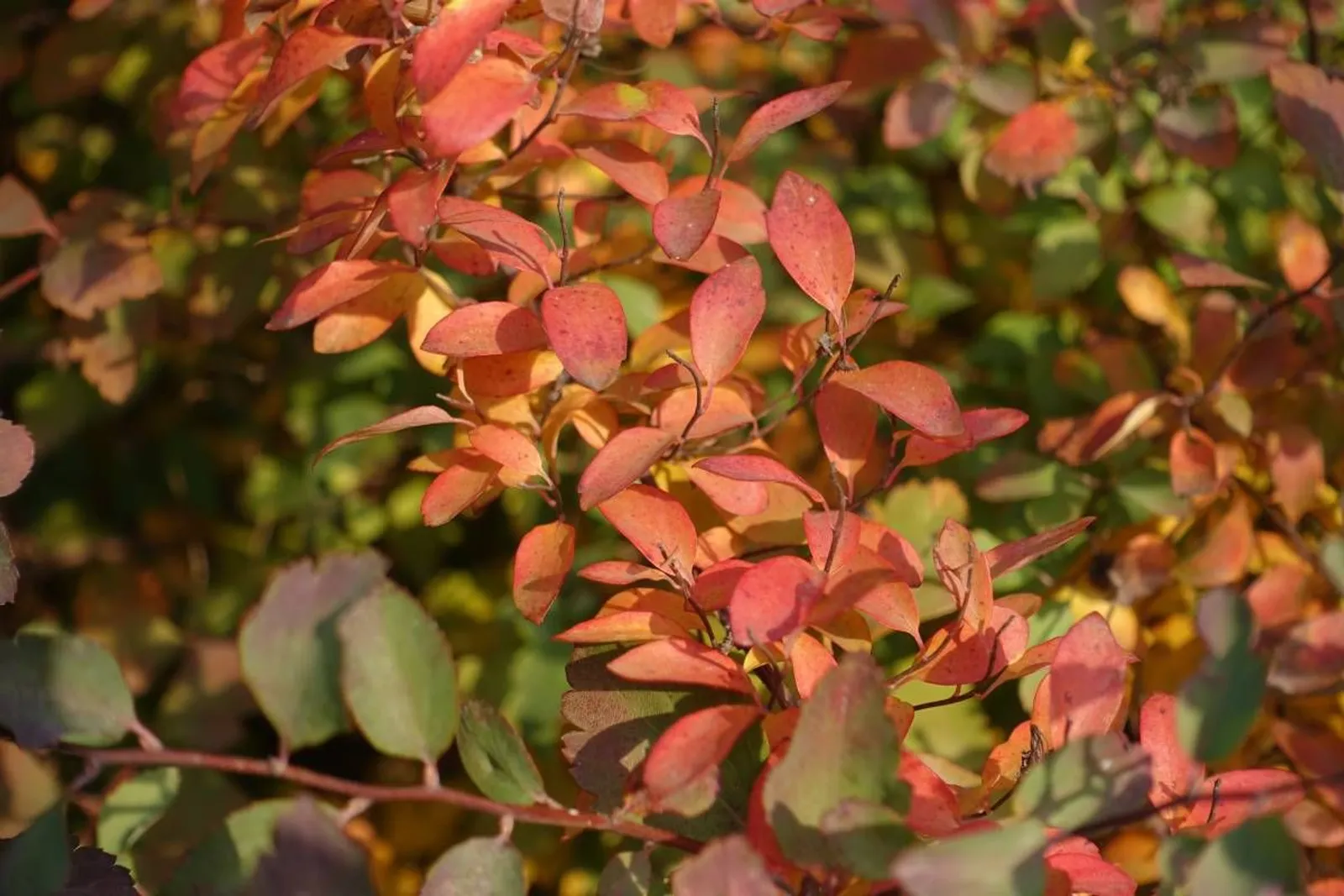 Bukettspirea, 80-100 cm, Goliat — detalj 5