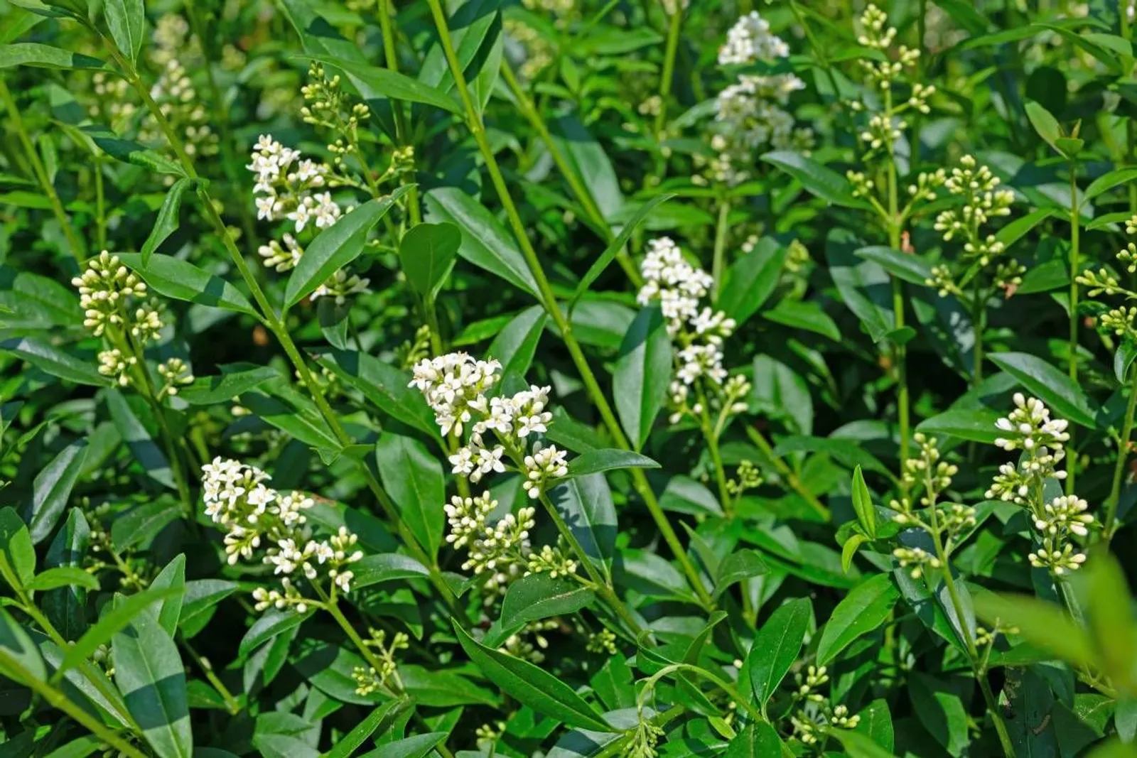 Vinterliguster 'Atrovirens', 40-60 cm — detalj 2