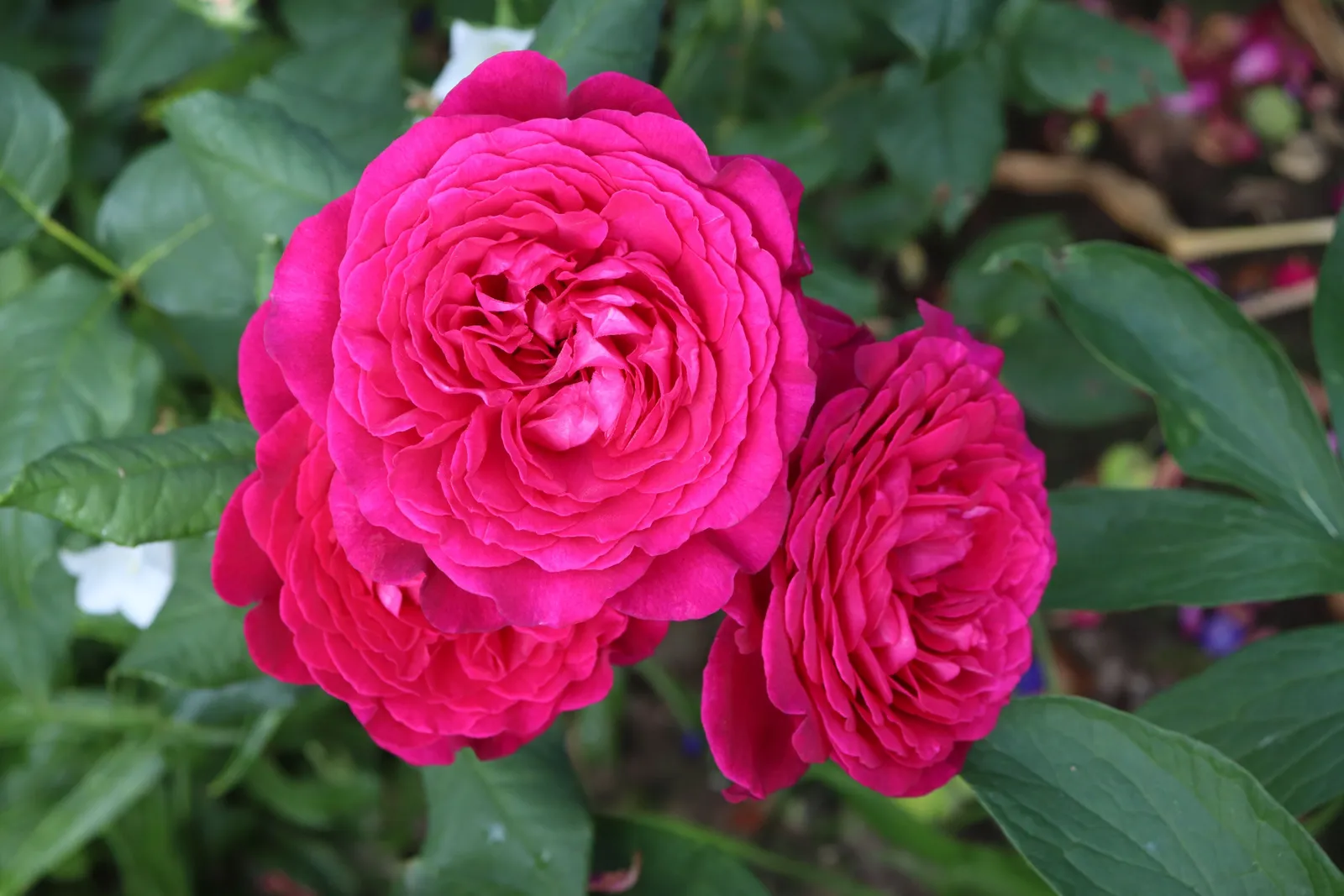 Tehybridros JOHANN WOLFGANG VON GOETHE ROSE ('Tan04179'PBR) - miniatyr 2
