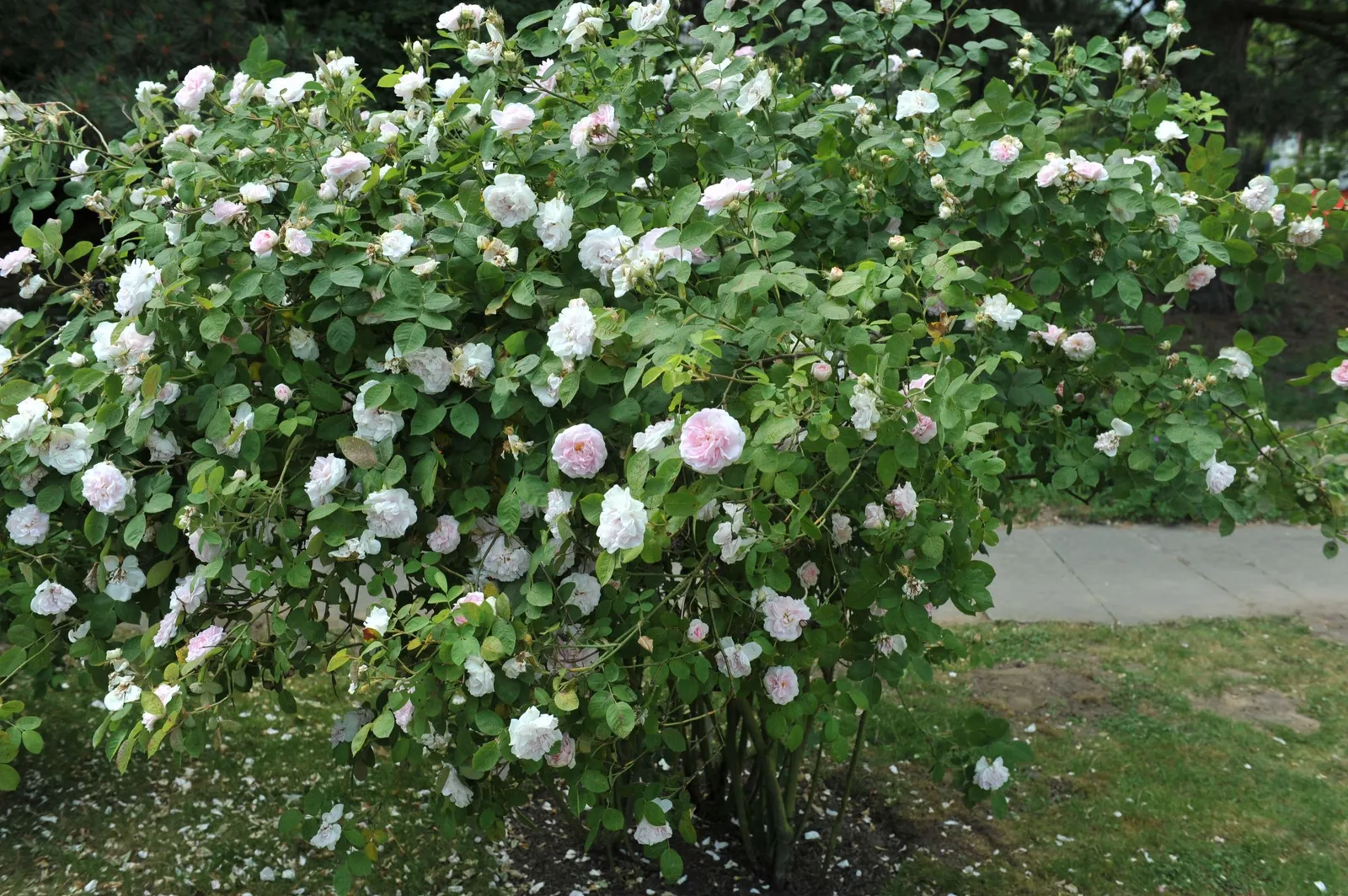 Albaros 'Maidens Blush' - miniatyr 3