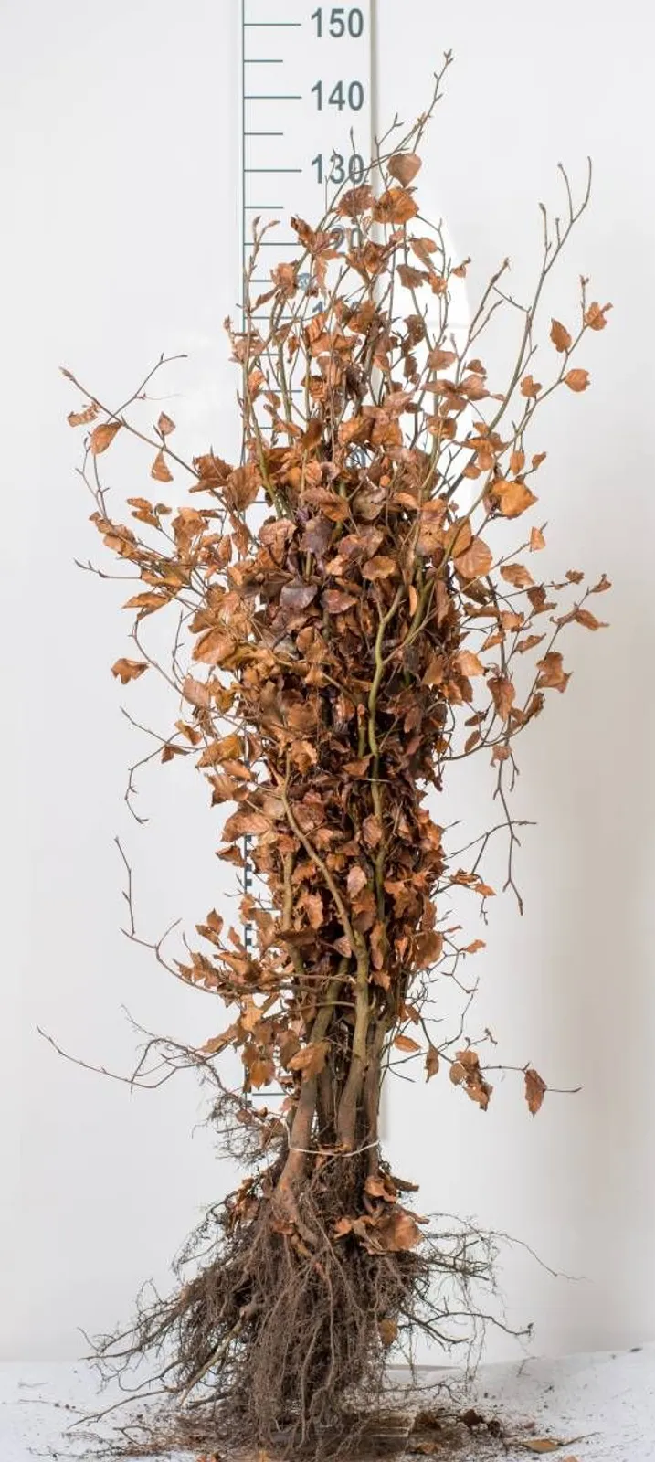 Bok, 125-150 cm, Goliat — detalj 6