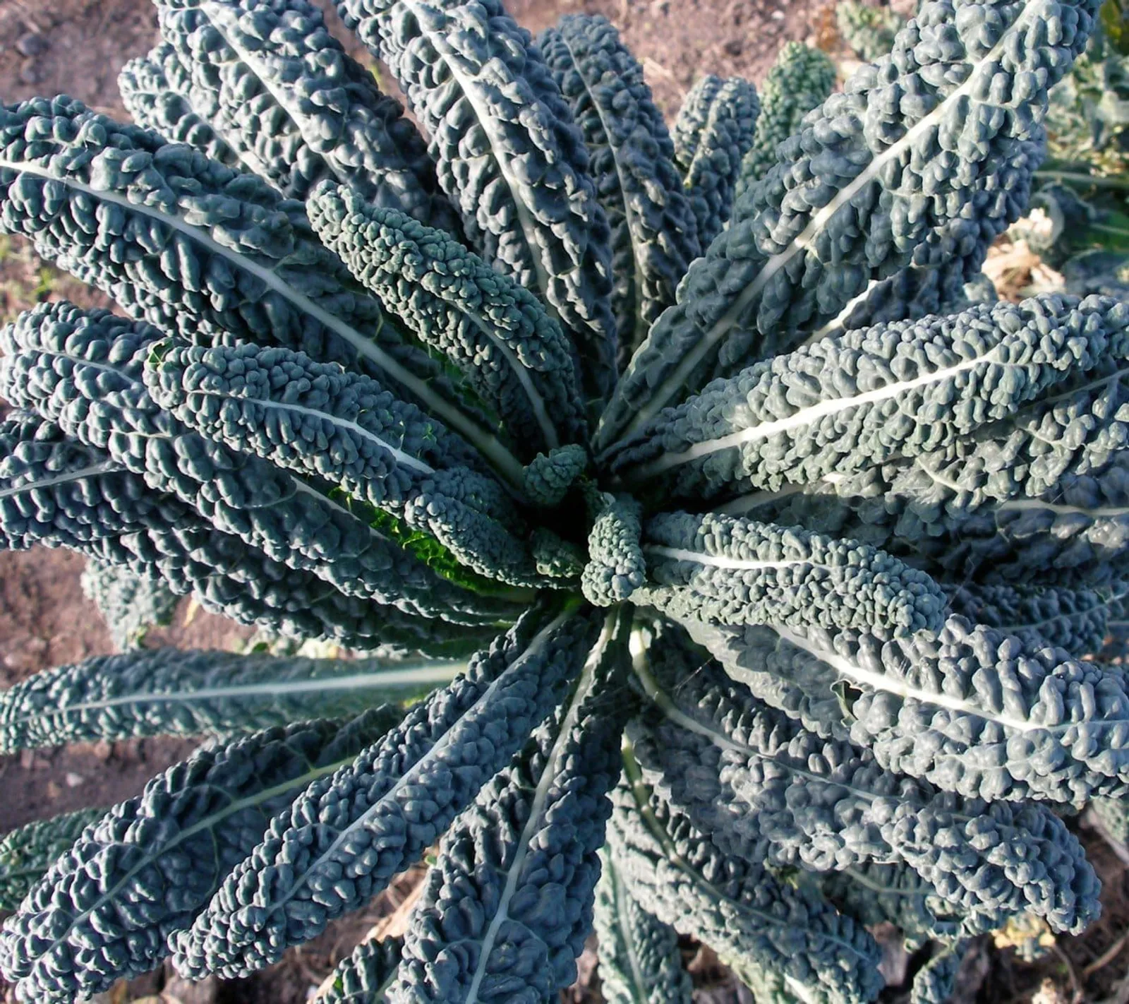 Grönkål 'Nero di Toscana', ekofrö