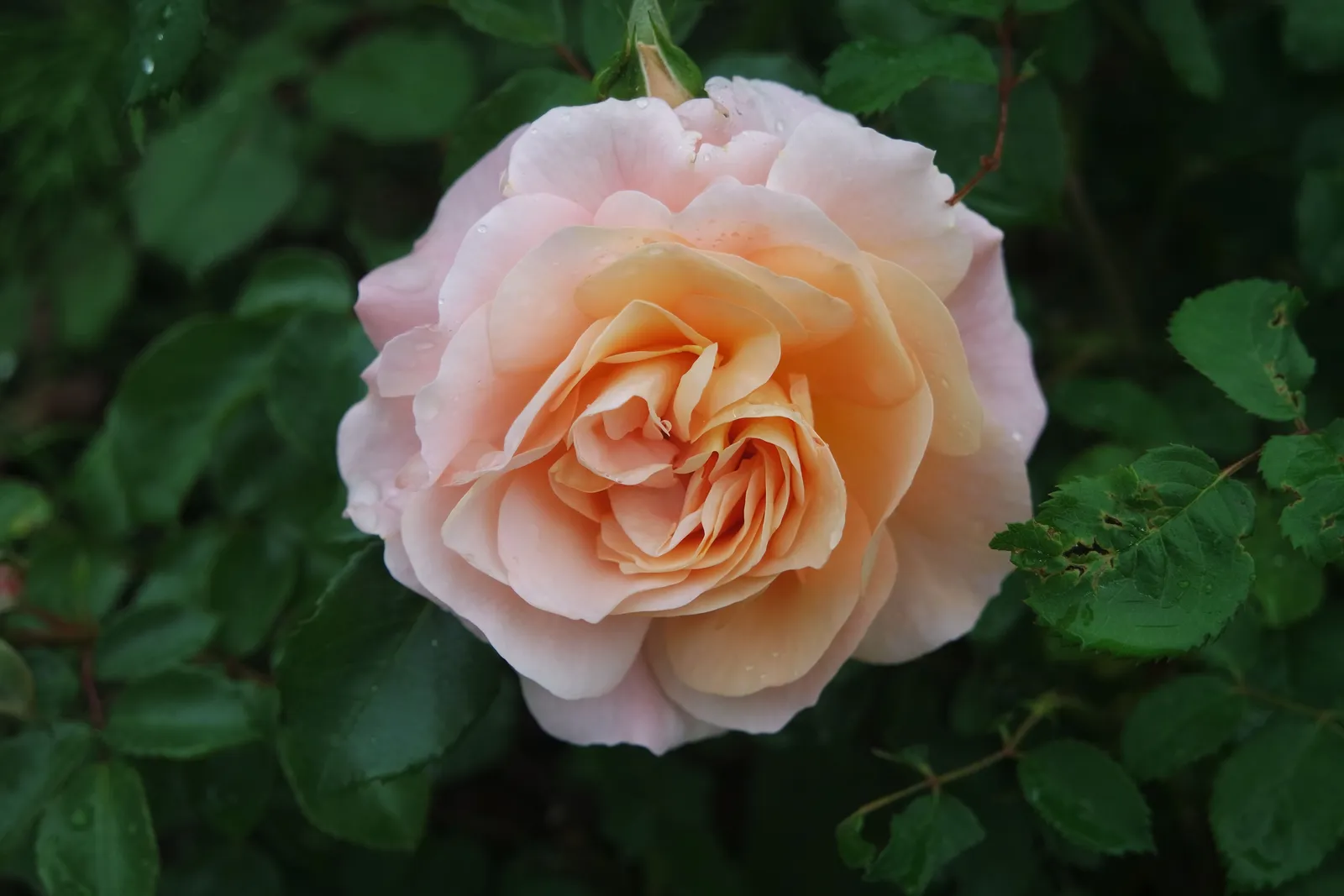 Floribundaros KALMAR ('Poulkalm') - miniatyr 4