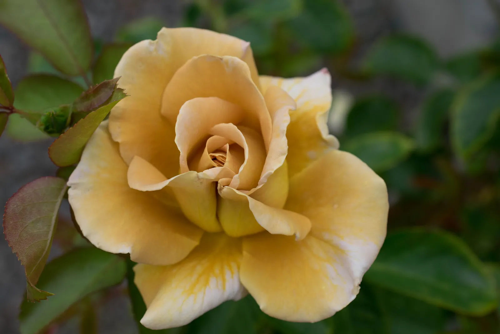 Floribundaros HONEY DIJON ('Weksproulses')