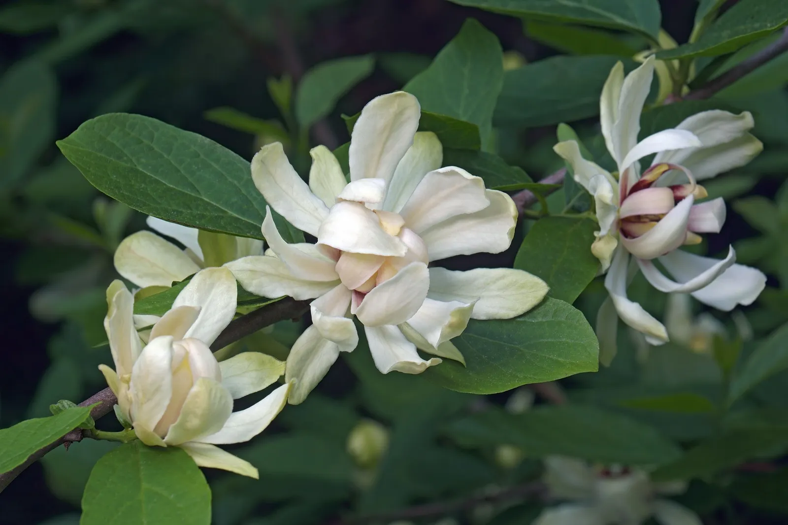 Kryddbuske 'Venus'