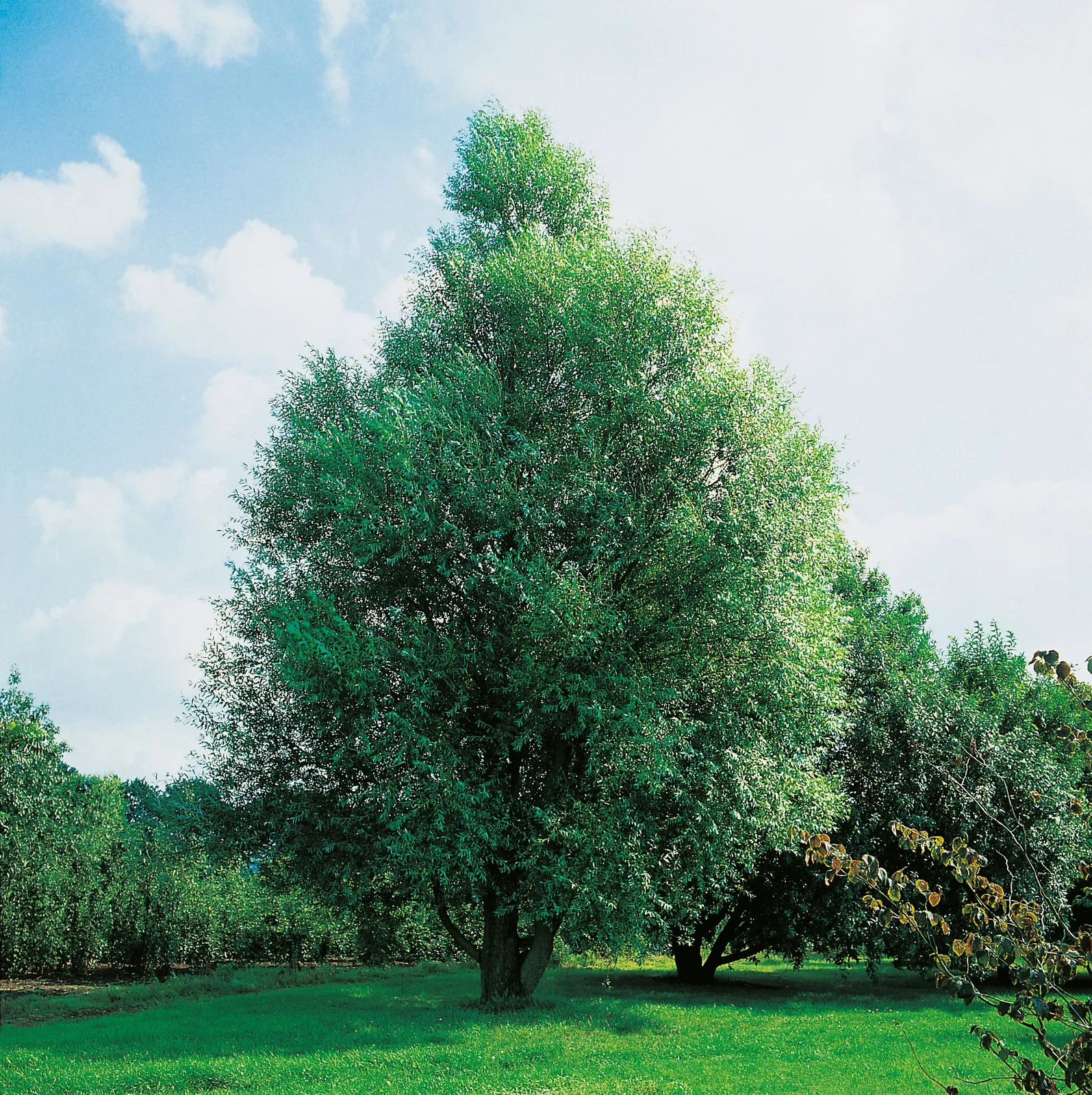 Klotpil 'Bullata', Utr 150-200