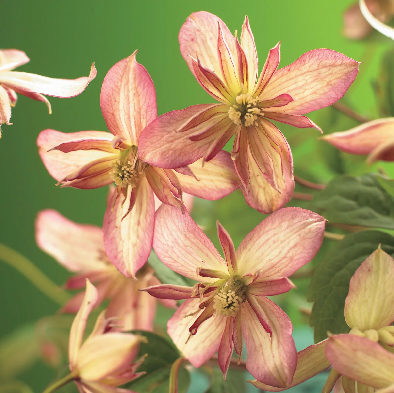 Montana-klematis 'Marjorie'