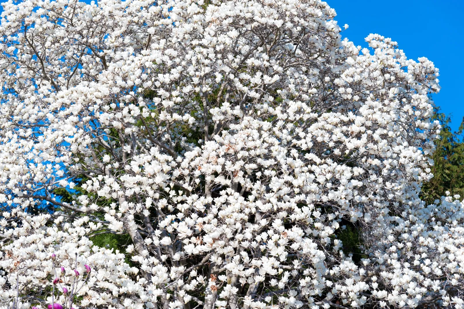 Japansk magnolia - miniatyr 5