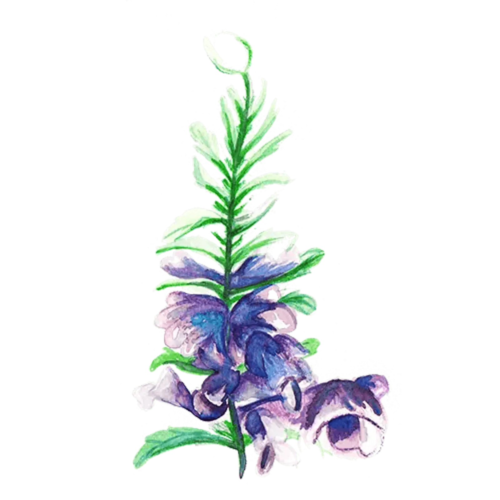 Blomma 'Turkisk Drakblomma', Frö
