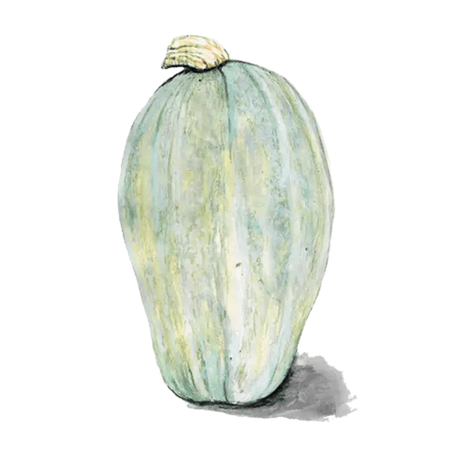 Vintersquash 'Yakima Marblehead', Frö