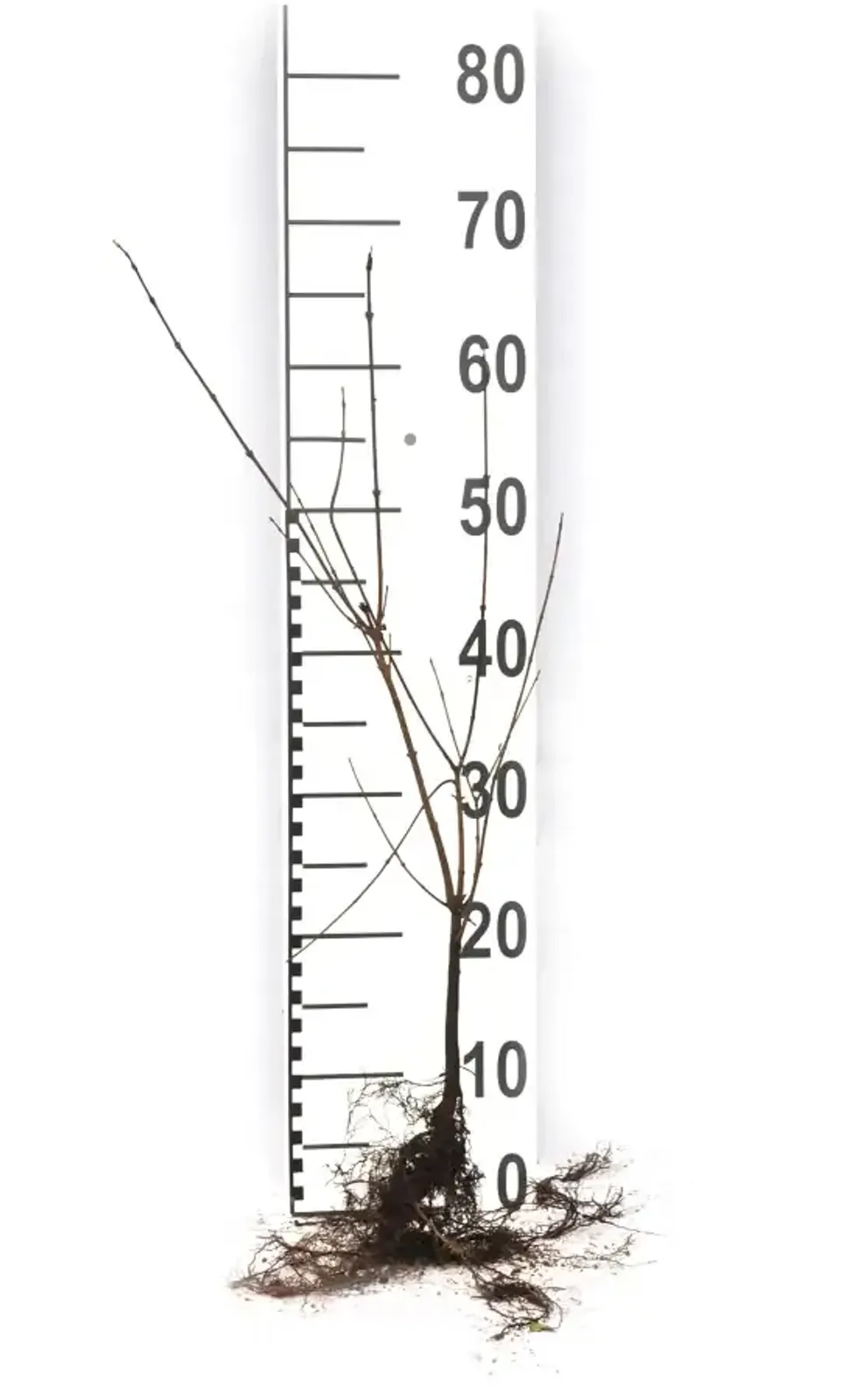 Naverlönn, 50-80 cm — detalj 5