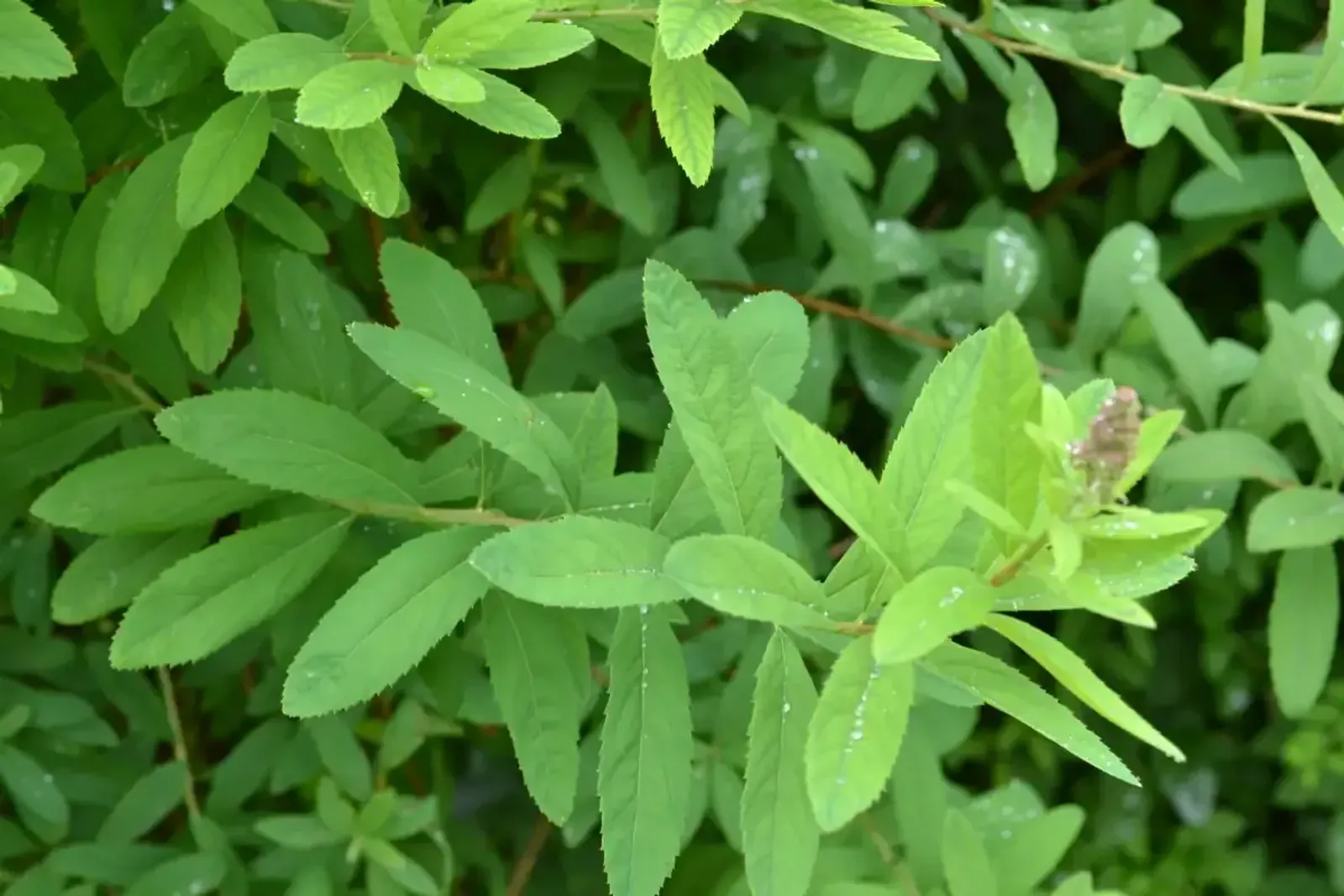 Klasespirea, 50-80 cm — detalj 4
