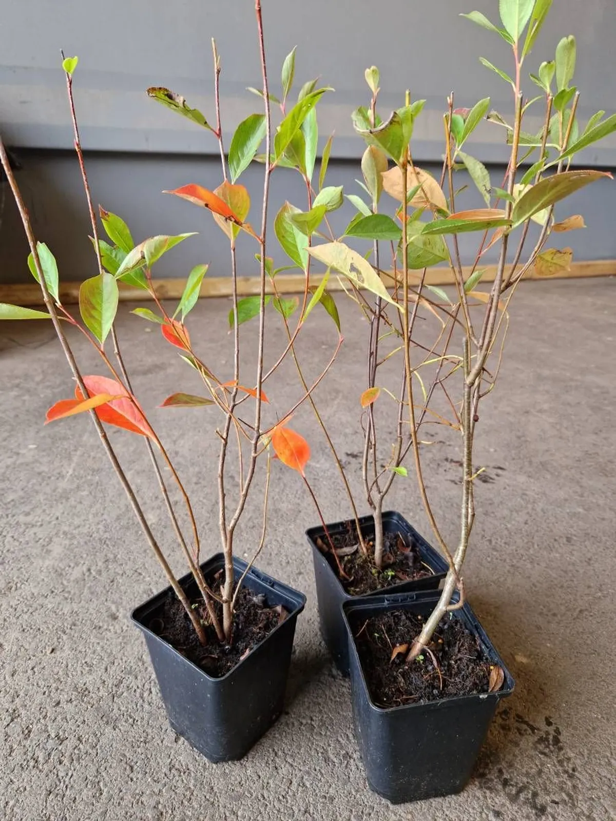 Svartaronia 'Hugin', 20-40 cm — detalj 6