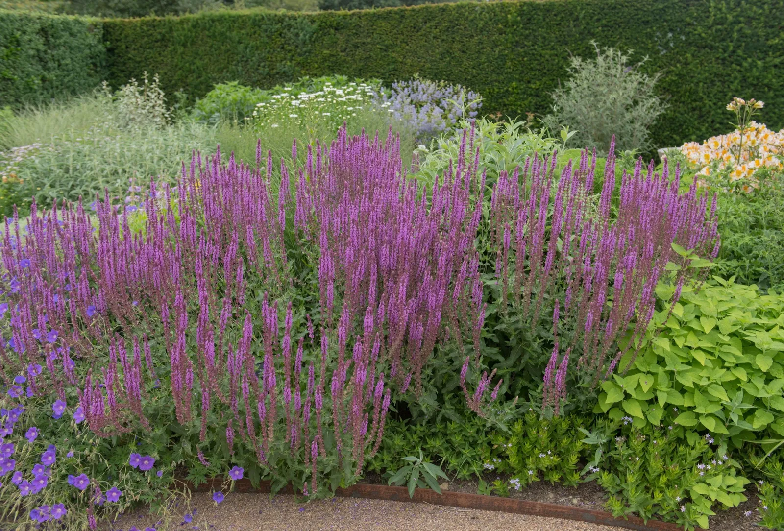 Stäppsalvia 'Amethyst' - miniatyr 3