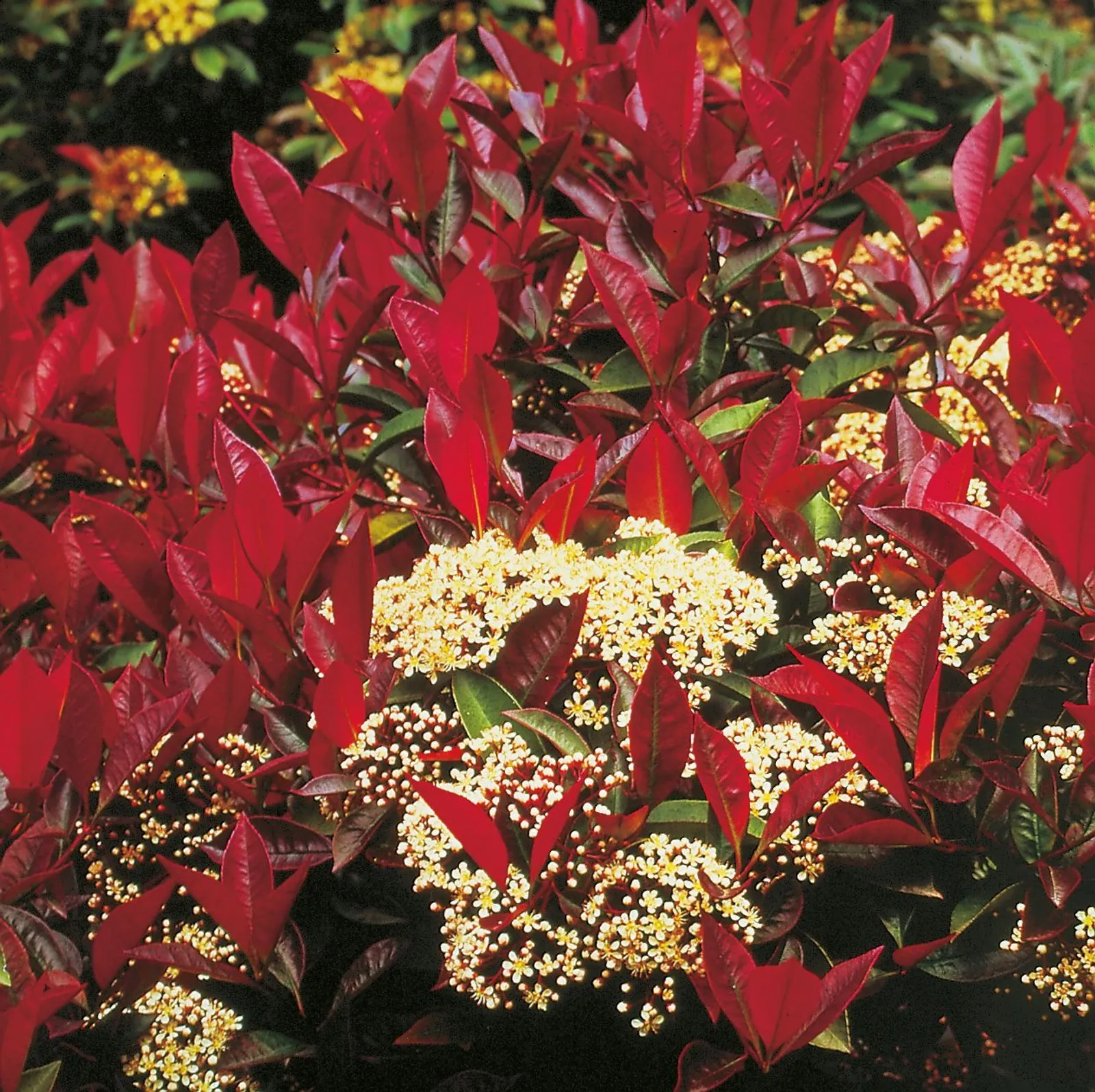 Slånaronia 'Viking', Sh 80-90
