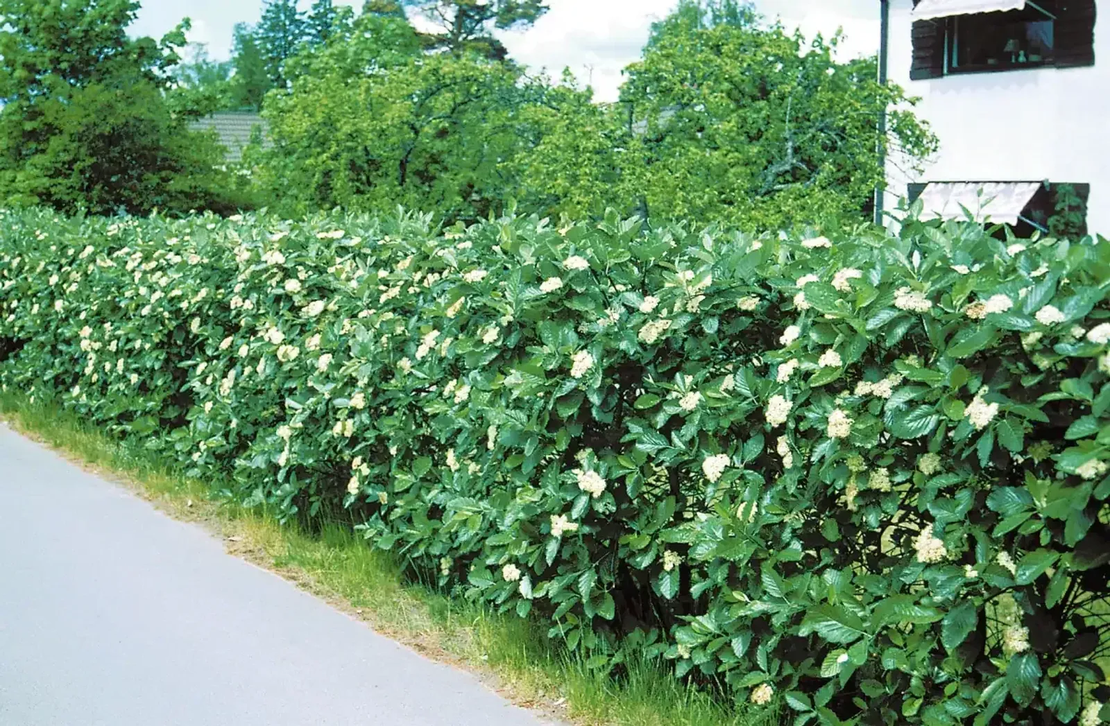 Häckar Goliat