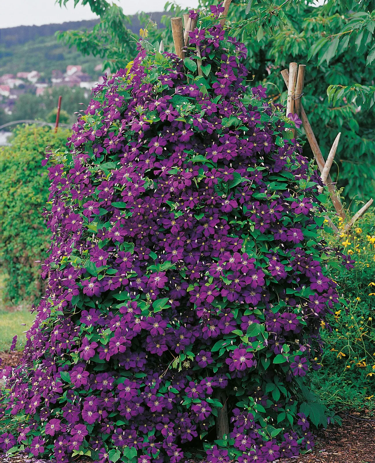 Viticella-klematis 'Étoile Violette'