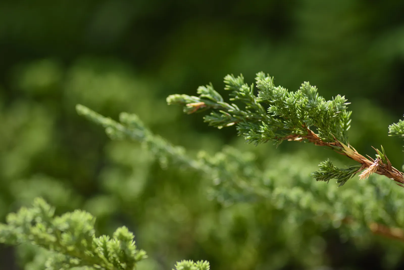 En 'Green Carpet', 30-40 cm - miniatyr 3