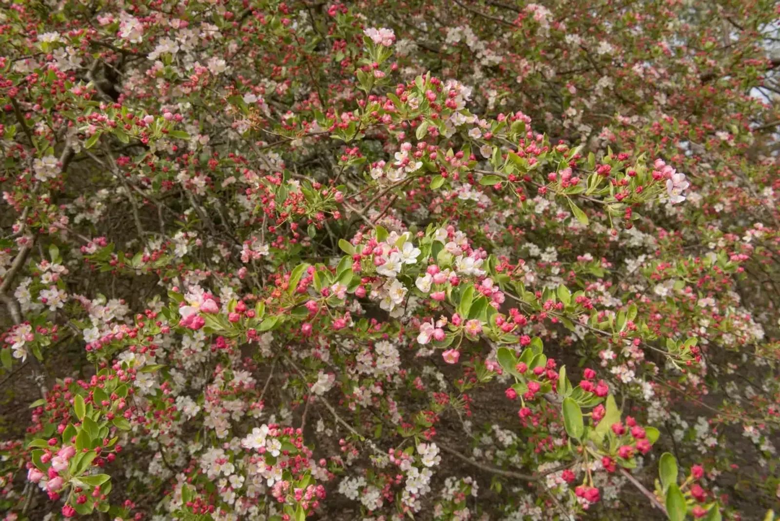 Bukettapel, 30-50 cm — detalj 3